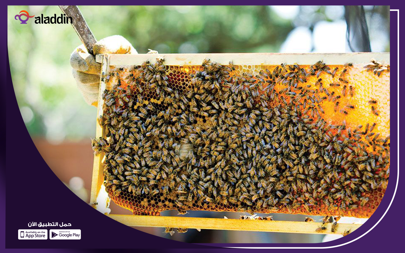 أفضل-مشروع-خلايا-عسل-النحل